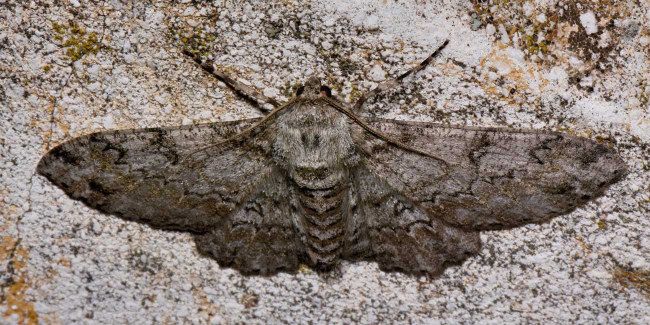 Falena da id. - Ascotis selenaria, Geometridae